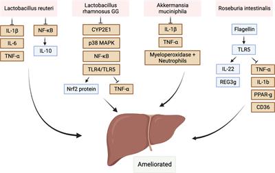 Gut microbiota in alcohol-related liver disease: pathophysiology and gut-brain cross talk